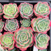 Echeveria 'Petrelia' | Korea Form