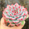 Echeveria 'Mactory' | Korea Form