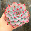 Echeveria 'Mactory' | Korea Form