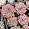 Echeveria 'Mactory' | Korea Form