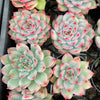 Echeveria 'Mactory' | Korea Form