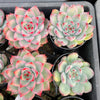 Echeveria 'Mactory' | Korea Form