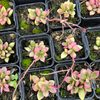 Anacampseros telephiastrum variegata ‘Sunrise’