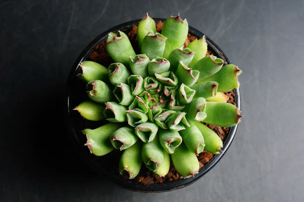 oddity succulent Sempervivum 'Oddity' (no pup) – LET LOVE GROW (Succulent & Cactus)