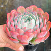 Echeveria 'Princess Alice'