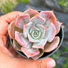Echeveria 'Lucila'