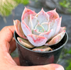 Echeveria 'Lucila'