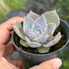 Echeveria 'Lucila'