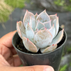 Echeveria 'Lucila'