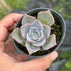 Echeveria 'Lucila'