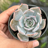Echeveria 'Lucila'