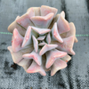 Echeveria 'Cubic Frost' (PLANT)