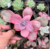 Echeveria Angel Wings Variegata