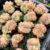 Echeveria 'Mexican Poldensis' CREST