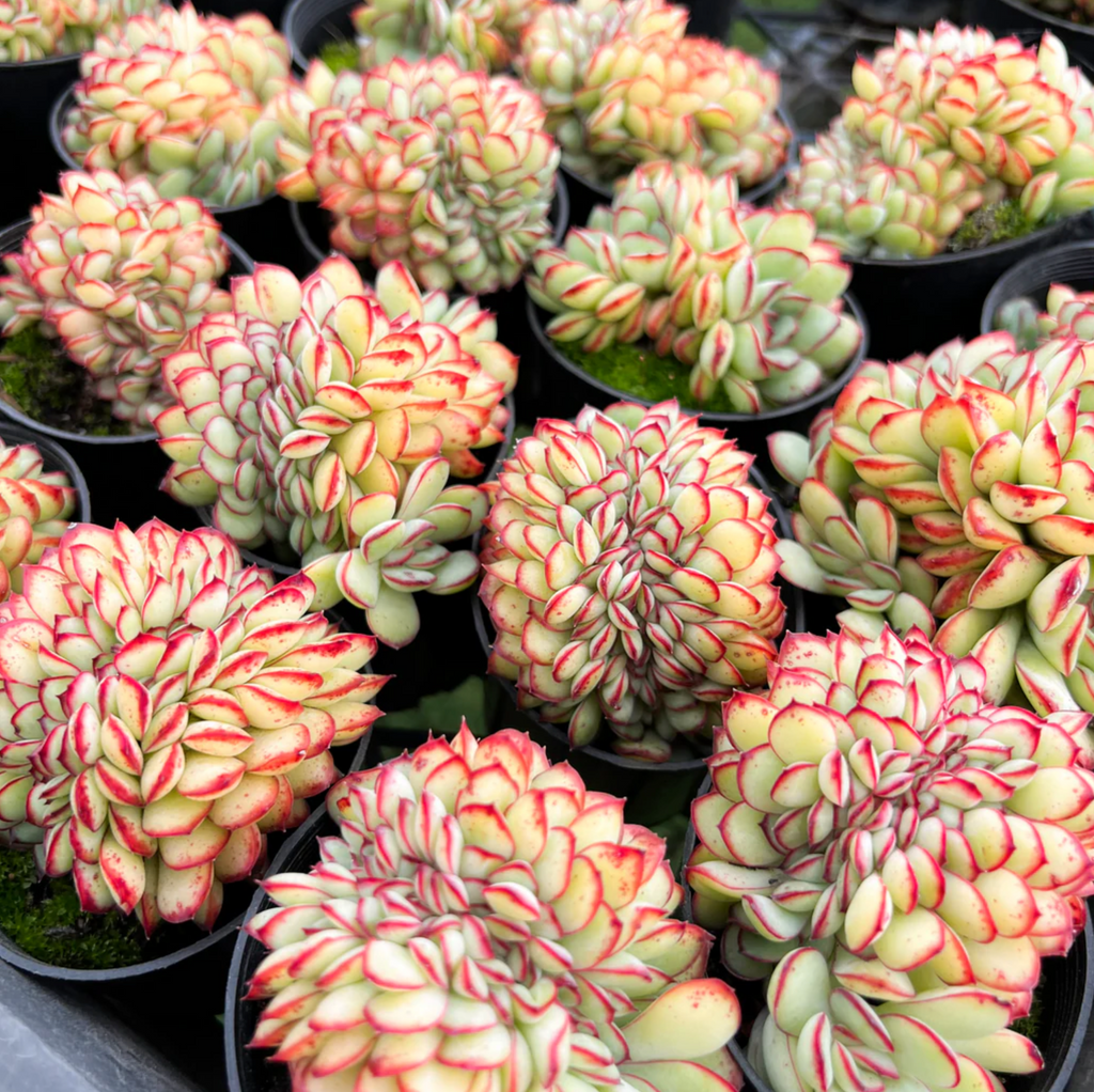 Echeveria 'Mexican Poldensis' CREST
