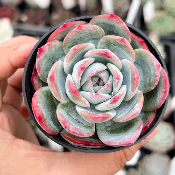 suryeon succulent PACK of 10 PLANTS] x Echeveria 'Suryeon' – LET LOVE GROW (Succulent &  Cactus)