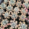 Echeveria Machete