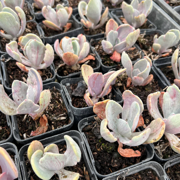 jocelyn's joy succulent Echeveria 'Jocelyn's Joy' – LET LOVE GROW (Succulent & Cactus)