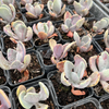 Echeveria 'Jocelyn's Joy'