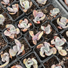 Echeveria 'Jocelyn's Joy'