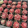 Echeveria 'Chocolate Lady'