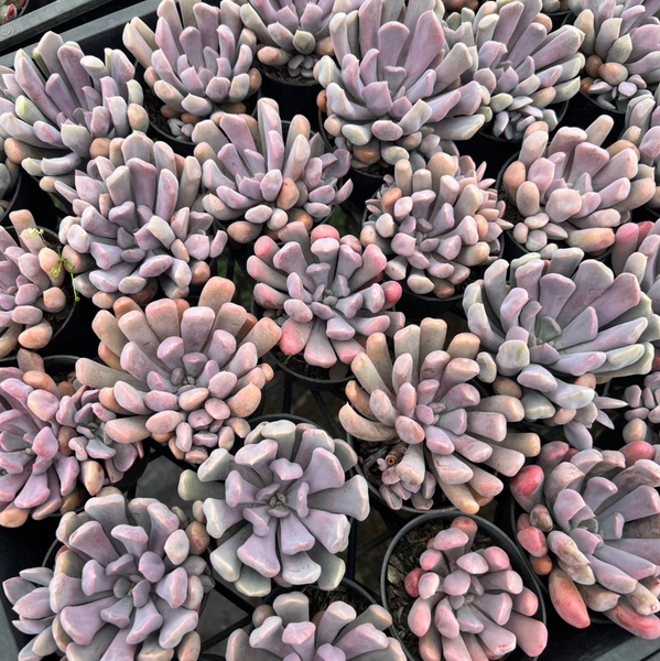 topsy debbie succulent Graptoveria 'Topsy-Debbie' (aka Graptoveria 'Lilac Spoons') – LET LOVE GROW (Succulent & Cactus)