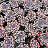Graptoveria 'Topsy-Debbie' (aka Graptoveria 'Lilac Spoons')