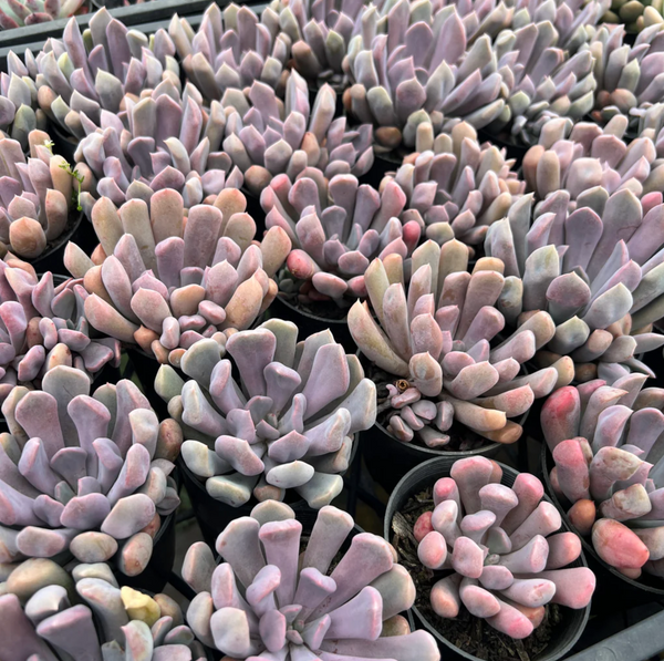 topsy debbie succulent Graptoveria 'Topsy-Debbie' (aka Graptoveria 'Lilac Spoons') – LET LOVE GROW (Succulent & Cactus)