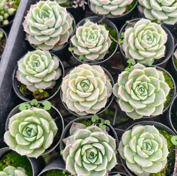 Echeveria Japanese Hyalina  LET LOVE GROW (Succulent & Cactus)