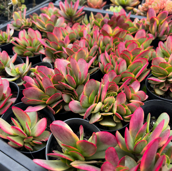 crassula platyphylla variegata Crassula platyphylla variegata – LET LOVE GROW (Succulent & Cactus)