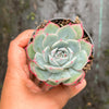 Echeveria 'Hyalina Surprise'