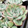 Echeveria 'Hyalina Surprise'