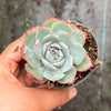 Echeveria 'Hyalina Surprise'