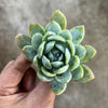 Echeveria 'Laui x Clavatum'