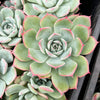 Echeveria 'Hyalina Surprise'