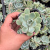 Echeveria 'Hyalina Surprise'
