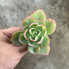 Echeveria 'Powder Blue'