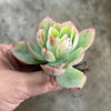 Echeveria 'Powder Blue'