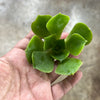 Aeonium 'LILLA' (1x CUTTING)