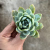 Echeveria 'Laui x Clavatum'