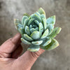 Echeveria 'Laui x Clavatum'