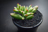 Cotyledon papillaris 'jacobseniana'