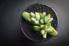 Cotyledon papillaris 'jacobseniana'
