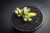 Cotyledon papillaris 'jacobseniana'