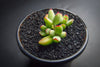 Cotyledon papillaris 'jacobseniana'