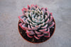Echeveria 'Violet Queen'