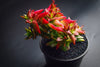 Crassula corymbulosa 'Red Pagoda' (LARGE)(D28)