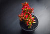 Crassula corymbulosa 'Red Pagoda' (LARGE)(D28)