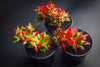 Crassula corymbulosa 'Red Pagoda' (LARGE)(D28)