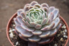 Echeveria 'Elegans' (Mexican Snowball)
